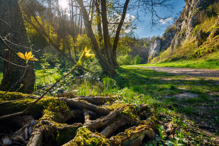 Dolina z wąskim strumieniem płynącym wśród drzew i mchu. Na pierwszym planie korzenie drzewa. Po prawej stronie leśna ścieżka u podnóża jasnych, skalistych zboczy.